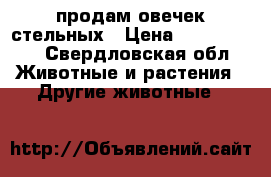 продам овечек стельных › Цена ­ 4000-6000 - Свердловская обл. Животные и растения » Другие животные   